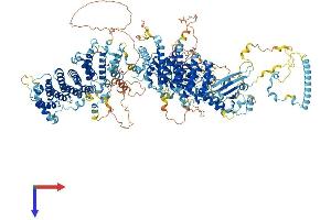 AlphaFold protein structure predicition of Mouse Recombinant Ralgapb Protein, UniprotID Q8BQZ4 (RALGAPB Protein (AA 1-1484) (His tag))