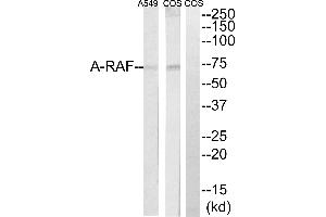 Western blot analysis of extracts from Cos7 and A549 cells, using A-RAF antibody. (ARAF antibody  (Internal Region))