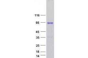 HMGXB4 Protein (Transcript Variant 1) (Myc-DYKDDDDK Tag)
