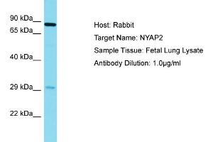 Host: Rabbit Target Name: NYAP2 Sample Tissue: Human Fetal Lung Antibody Dilution: 1ug/ml (NYAP2 antibody  (N-Term))