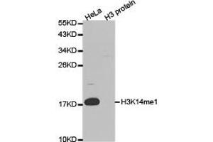 Western blot analysis of extracts of HeLa and H3 protein, using H3K14me1 antibody. (Histone 3 antibody  (H3K14me))