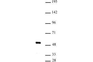 IRF-4 (pAb) tested by Western blot. (IRF4 antibody  (C-Term))