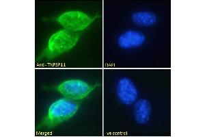 ABIN6391341 Immunofluorescence analysis of paraformaldehyde fixed NIH3T3 cells, permeabilized with 0. (RANKL antibody  (Internal Region))