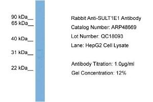 WB Suggested Anti-SULT1E1  Antibody Titration: 0. (SULT1E1 antibody  (Middle Region))