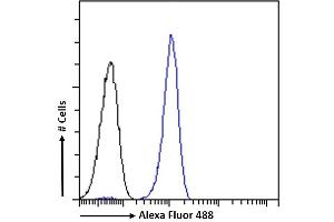 (ABIN571249) Flow cytometric analysis of paraformaldehyde fixed Jurkat cells (blue line), permeabilized with 0. (Septin 4 antibody  (AA 33-44))