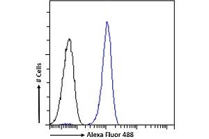 (ABIN571249) Flow cytometric analysis of paraformaldehyde fixed Jurkat cells (blue line), permeabilized with 0.