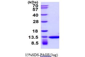 SDS-PAGE (SDS) image for Thioredoxin (TXN) protein (ABIN666852) (TXN Protein)