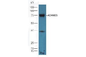Raji lysate probed with Rabbit Anti-ADAM23 Polyclonal Antibody (ABIN758846) at 1:300 overnight in 4 °C. (Adam23 antibody  (AA 551-650))