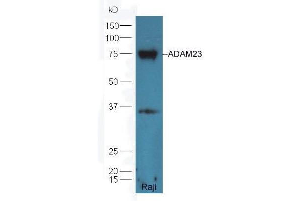 Adam23 antibody  (AA 551-650)