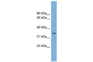 WB Suggested Anti-Nkx3-2 Antibody Titration:  0. (NKX3-2 antibody  (Middle Region))