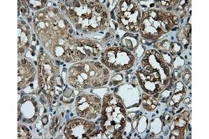 Immunohistochemical staining of paraffin-embedded pancreas tissue using anti-RC201933 mouse monoclonal antibody. (PIM2 antibody)