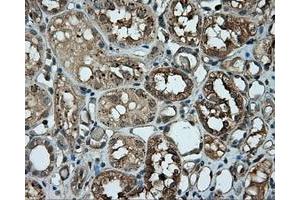 Immunohistochemical staining of paraffin-embedded pancreas tissue using anti-RC201933 mouse monoclonal antibody.