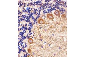 Immunohistochemical analysis of paraffin-embedded R.