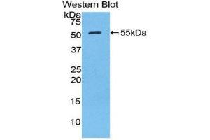 Western Blotting (WB) image for anti-Granzyme D (GZMD) (AA 33-245) antibody (ABIN1859109) (Granzyme D antibody  (AA 33-245))
