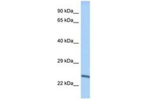 Image no. 1 for anti-Methyltransferase Like 10 (METTL10) (AA 151-200) antibody (ABIN6748082) (METTL10 antibody  (AA 151-200))