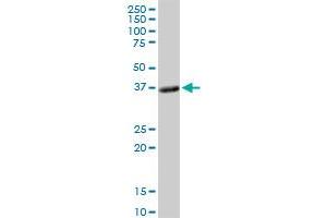 PLSCR1 MaxPab rabbit polyclonal antibody. (PLSCR1 antibody  (AA 1-318))