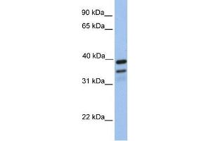 Image no. 1 for anti-FK506 Binding Protein 8, 38kDa (FKBP8) (N-Term) antibody (ABIN634523) (FKBP8 antibody  (N-Term))