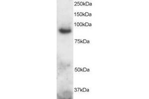 ABIN184726 staining (2µg/ml) of Human Brain lysate (RIPA buffer, 30µg total protein per lane).