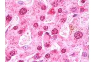 Anti-EIF5A2 antibody IHC staining of human liver. (EIF5A2 antibody  (AA 1-153))