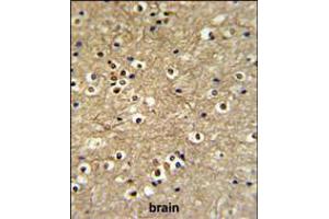 ETS2 Antibody IHC analysis in formalin fixed and paraffin embedded brain tissue followed by peroxidase conjugation of the secondary antibody and DAB staining. (ETS2 antibody  (AA 146-173))