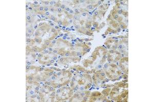 Immunohistochemistry of paraffin-embedded rat kidney using PER1 antibody.