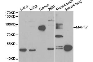 Western blot analysis of extracts of various cell lines, using MAPK7 antibody (ABIN5971137) at 1/1000 dilution.
