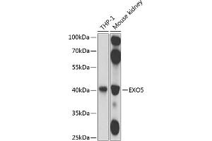 Western blot analysis of extracts of various cell lines, using EXO5 antibody (ABIN6133316, ABIN6140359, ABIN6140360 and ABIN6224594) at 1:1000 dilution.