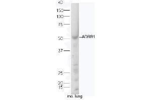 ADRB1 antibody  (AA 181-250)