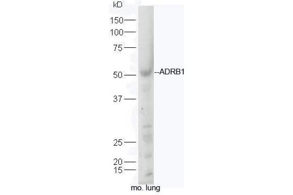 ADRB1 antibody  (AA 181-250)