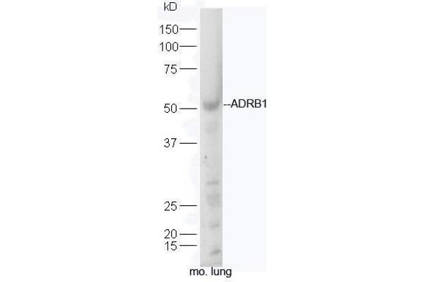 ADRB1抗体（AA 181-250）