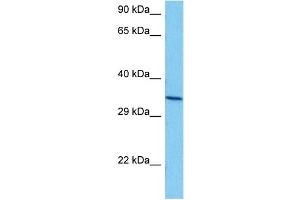 Host:  Mouse  Target Name:  ANXA5  Sample Tissue:  Mouse Brain  Antibody Dilution:  1ug/ml (Annexin V antibody  (N-Term))