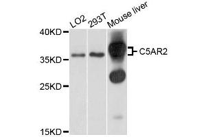 Western blot analysis of extracts of various cells, using C5AR2 antibody. (GPR77 antibody)