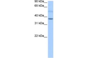 Western Blotting (WB) image for anti-SERTA Domain Containing 2 (SERTAD2) antibody (ABIN2463442) (SERTAD2 antibody)
