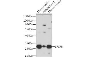 Western blot analysis of extracts of various cell lines, using SRSF8 Rabbit pAb (ABIN7270218) at 1:1000 dilution.