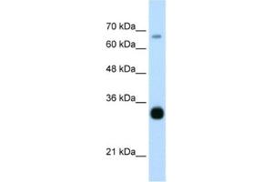 Western Blotting (WB) image for anti-THO Complex 3 (THOC3) antibody (ABIN2462316) (THO Complex 3 antibody)