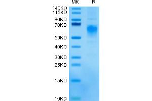 CRTAM Protein (AA 18-287) (His tag)