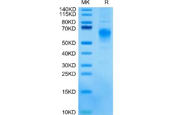 CRTAM Protein (AA 18-287) (His tag)