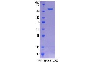 SDS-PAGE analysis of Human ATF3 Protein. (ATF3 Protein)