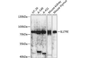 Western blot analysis of extracts of various cell lines, using IL17RE antibody (ABIN7267990) at 1:3000 dilution. (IL17RE antibody  (AA 24-260))