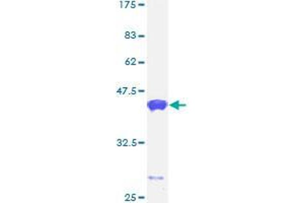 CALML5 Protein (AA 1-146) (GST tag)