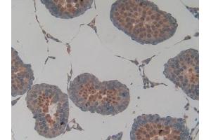 Detection of SIRT2 in Rat Testis Tissue using Polyclonal Antibody to Sirtuin 2 (SIRT2) (SIRT2 antibody  (AA 28-303))