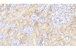 Detection of HSP10 in Mouse Kidney Tissue using Polyclonal Antibody to Heat Shock 10 kDa Protein 1 (HSP10) (HSPE1 antibody  (AA 2-102))
