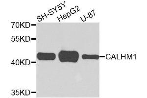 Western blot analysis of extracts of various cell lines, using CALHM1 antibody. (CALHM1 antibody  (AA 202-346))