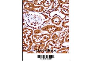 SET Antibody immunohistochemistry analysis in formalin fixed and paraffin embedded human kidney tissue followed by peroxidase conjugation of the secondary antibody and DAB staining.