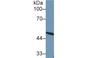 Western Blot; Sample: Rat Cerebrum lysate; Primary Ab: 1µg/ml Rabbit Anti-Rat AT Antibody Second Ab: 0. (SERPINC1 antibody  (AA 150-426))