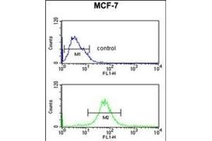 RT25 Antibody (C-term) (ABIN653808 and ABIN2843083) flow cytometric analysis of MCF-7 cells (bottom histogram) compared to a negative control cell (top histogram). (MRPS25 antibody  (C-Term))