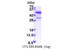 SDS-PAGE (SDS) image for MAP3K12-Binding Inhibitory Protein 1 (MBIP) (AA 1-344) protein (His tag) (ABIN5853421)