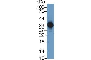 Detection of AGMAT in Porcine Kidney lysate using Polyclonal Antibody to Agmatine Ureohydrolase (AGMAT) (AGMAT antibody  (AA 53-151))