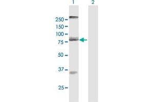 Western Blot analysis of AOC2 expression in transfected 293T cell line by AOC2 MaxPab polyclonal antibody. (AOC2 antibody  (AA 1-756))