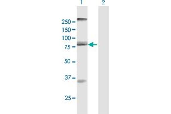AOC2 antibody  (AA 1-756)